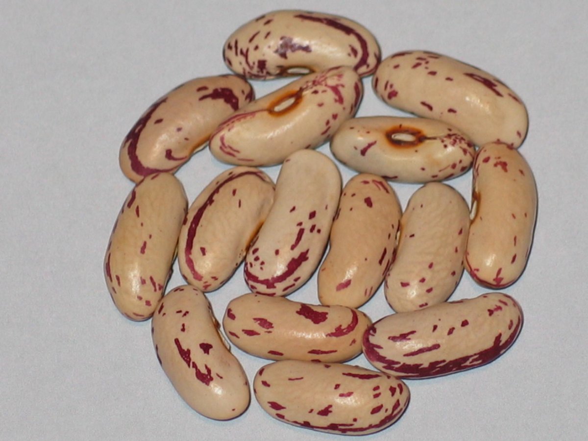 vermont-mohawk-bean.JPG