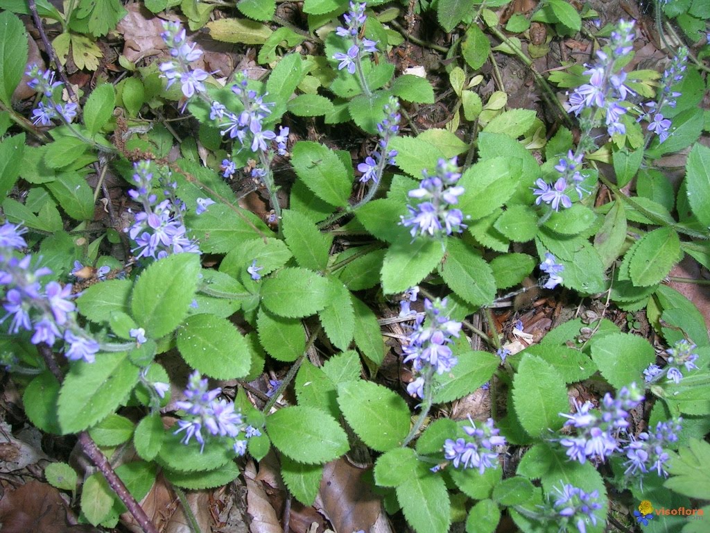 Veronica officinalis 1.jpg