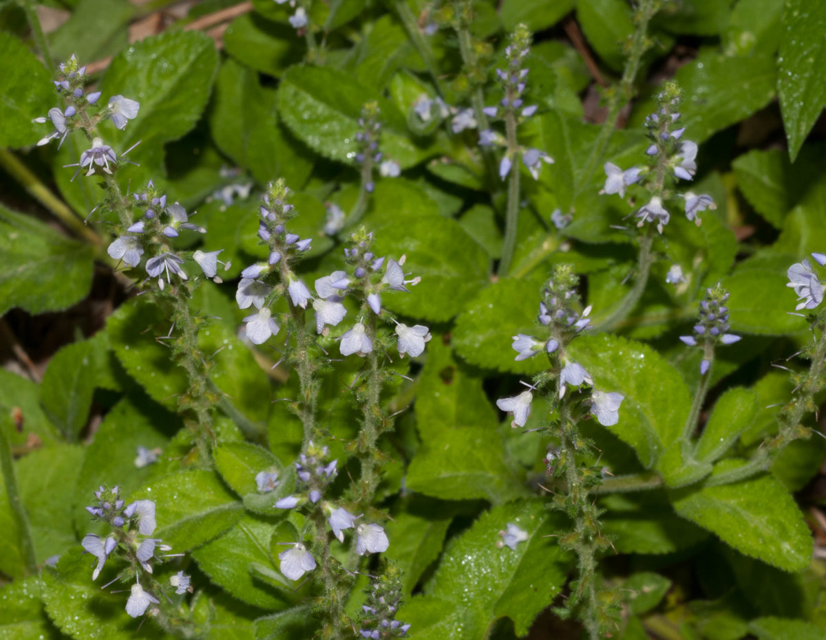 Veronica_officinalis-8F44A36898.jpg