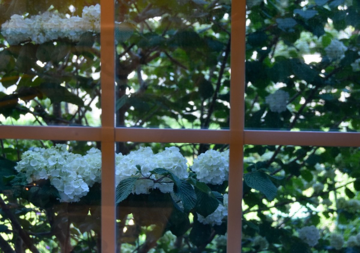 viburnum through window.jpg