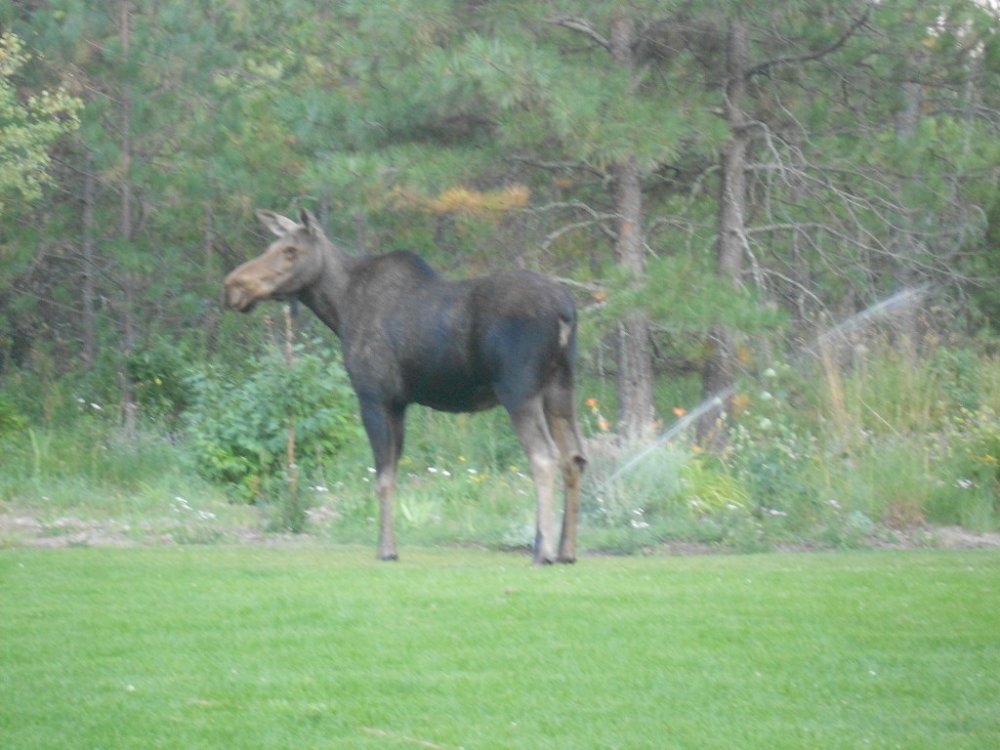 view from plane & young bull 042.JPG