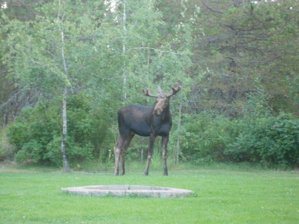 view from plane & young bull 043.JPG