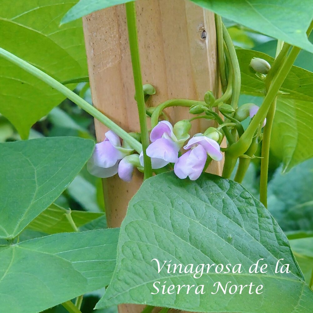 Vinagrosa de la Sierra Norte de Madrid_b_2025.jpg