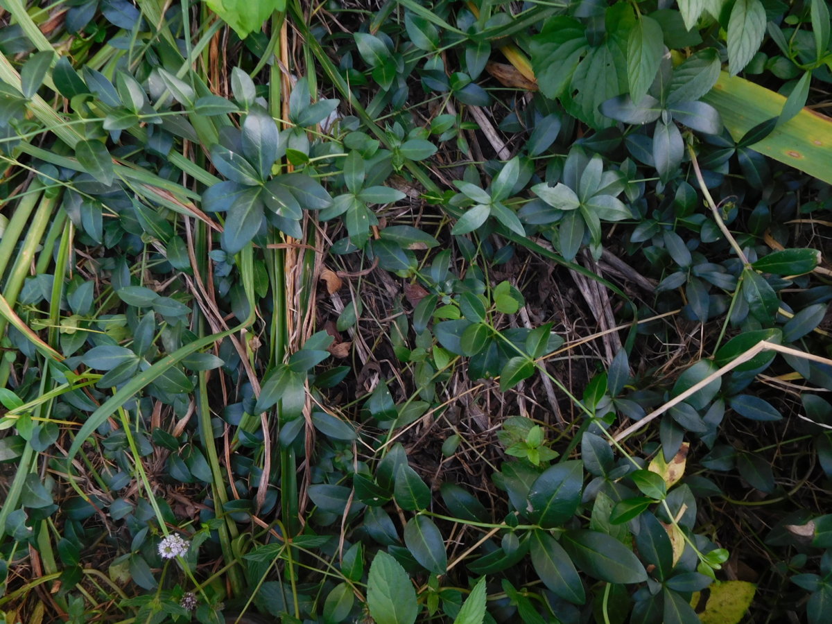 Vinca, 2017.JPG