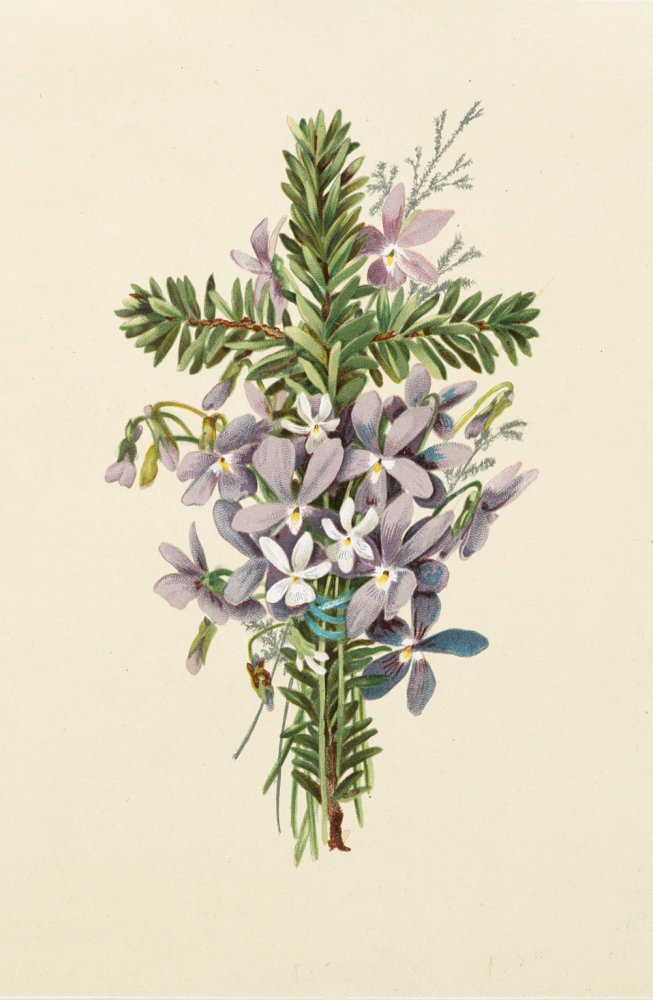 Violets-Cross-FridayFreebie-GraphicsFairy.jpg