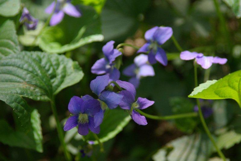 violets.jpg