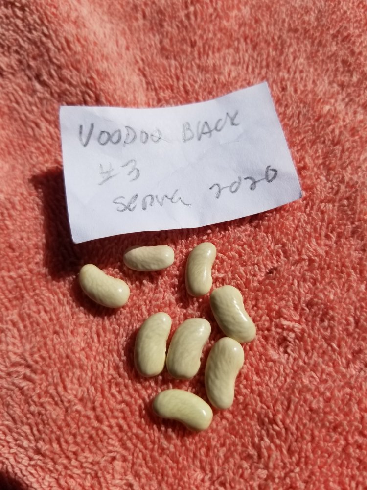 Voodoo Black 3.jpg