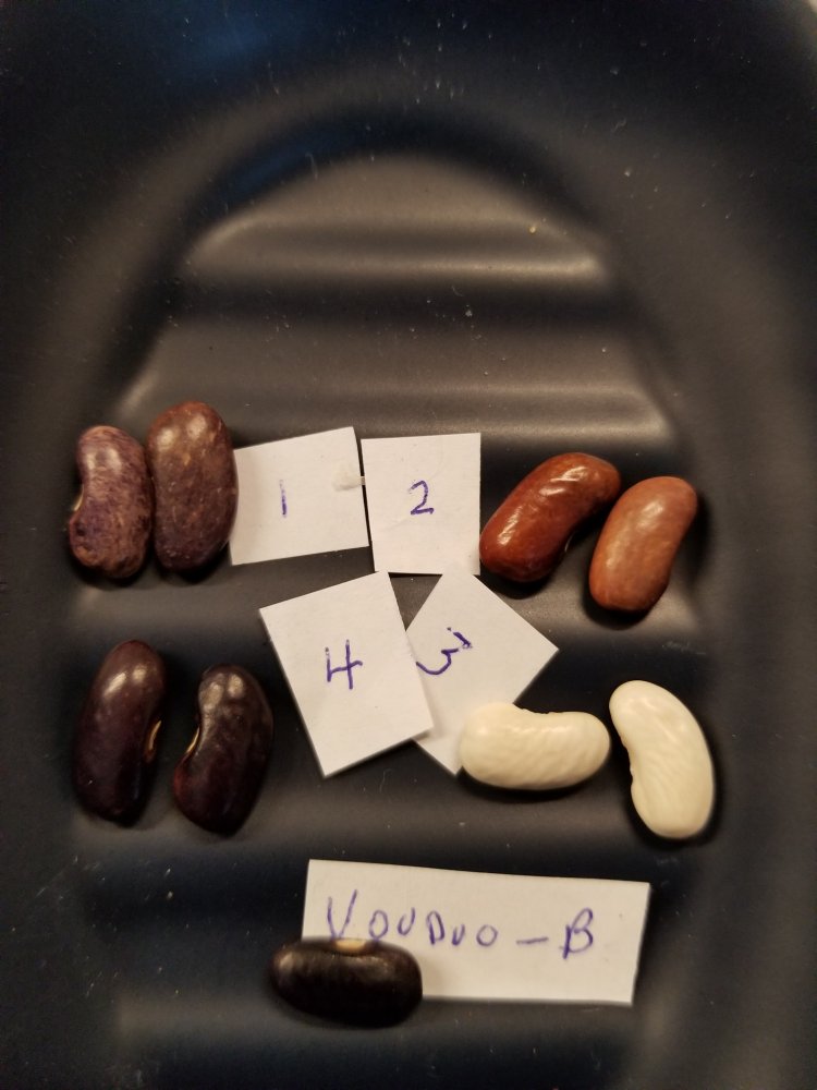 Voodoo Black Beans.jpg