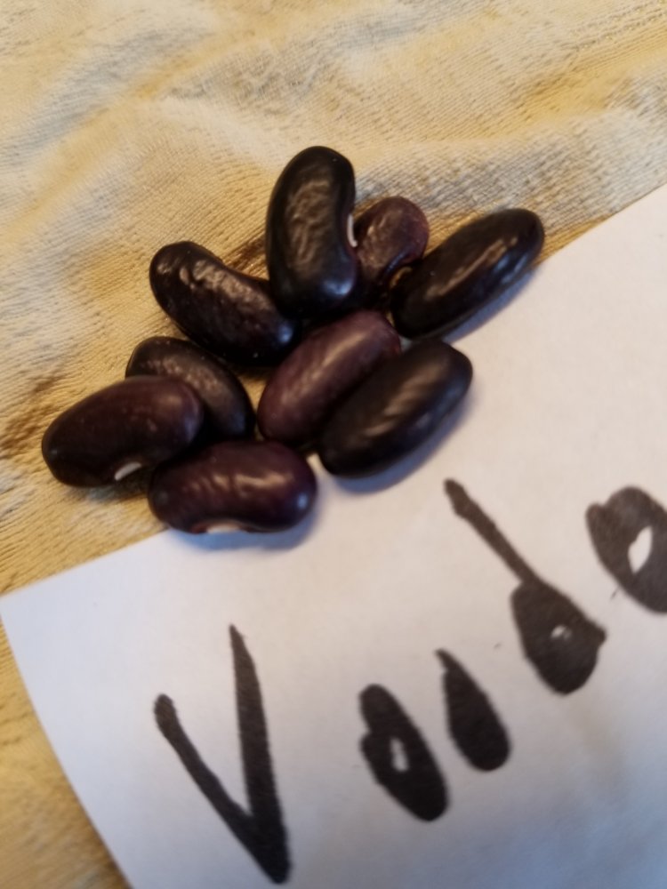 Voodoo Black.jpg