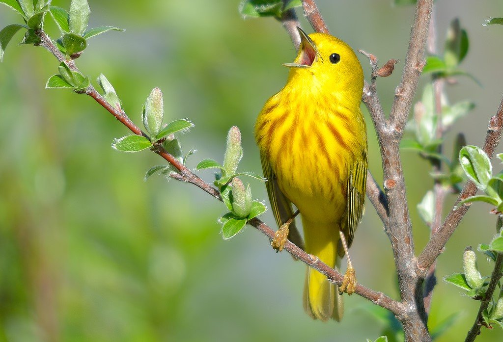 warbler.jpg