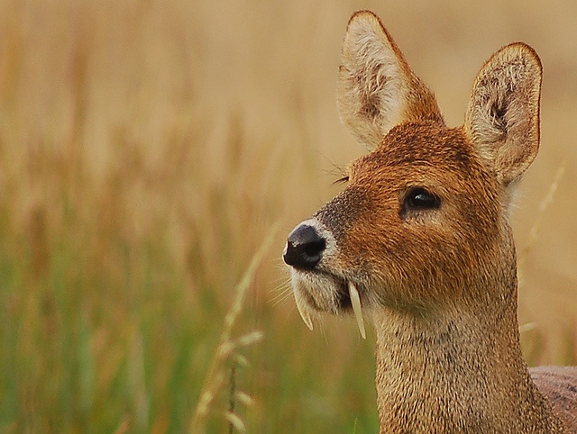 Water deer.jpeg