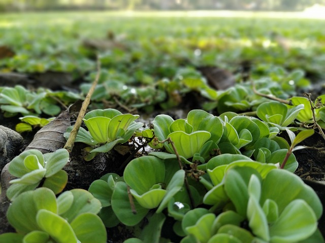 water-hyacinth-gbd9a27912_640.jpg
