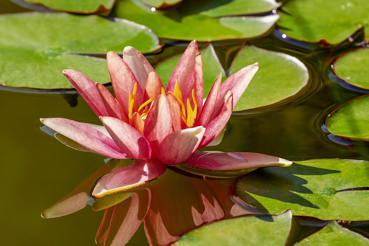 water-lily-3491631_1280.jpg
