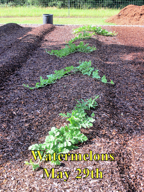 Watermelons_052918.jpg