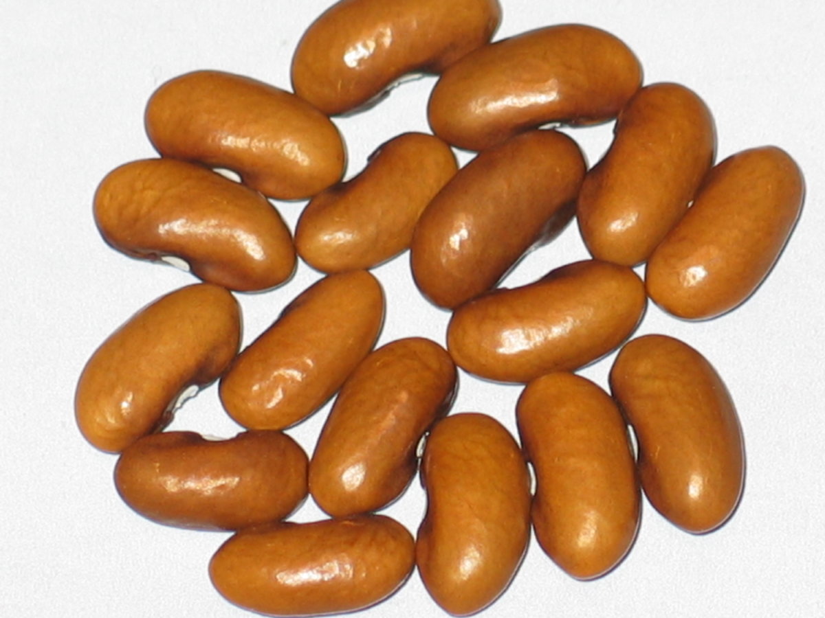 WB-PKT 21.1 Brown Seg #1.jpg