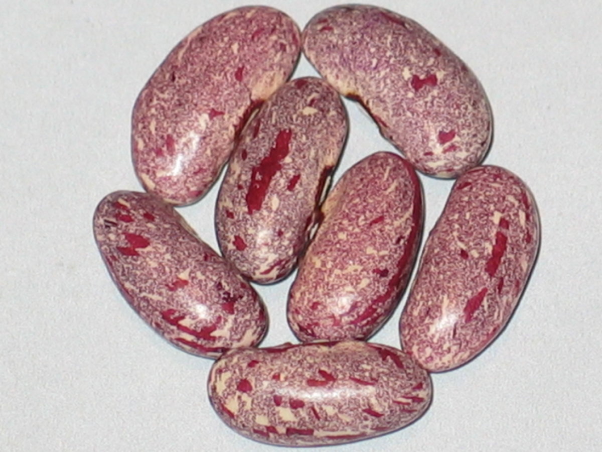 WB-PKT #22 - Pecatonica.jpg