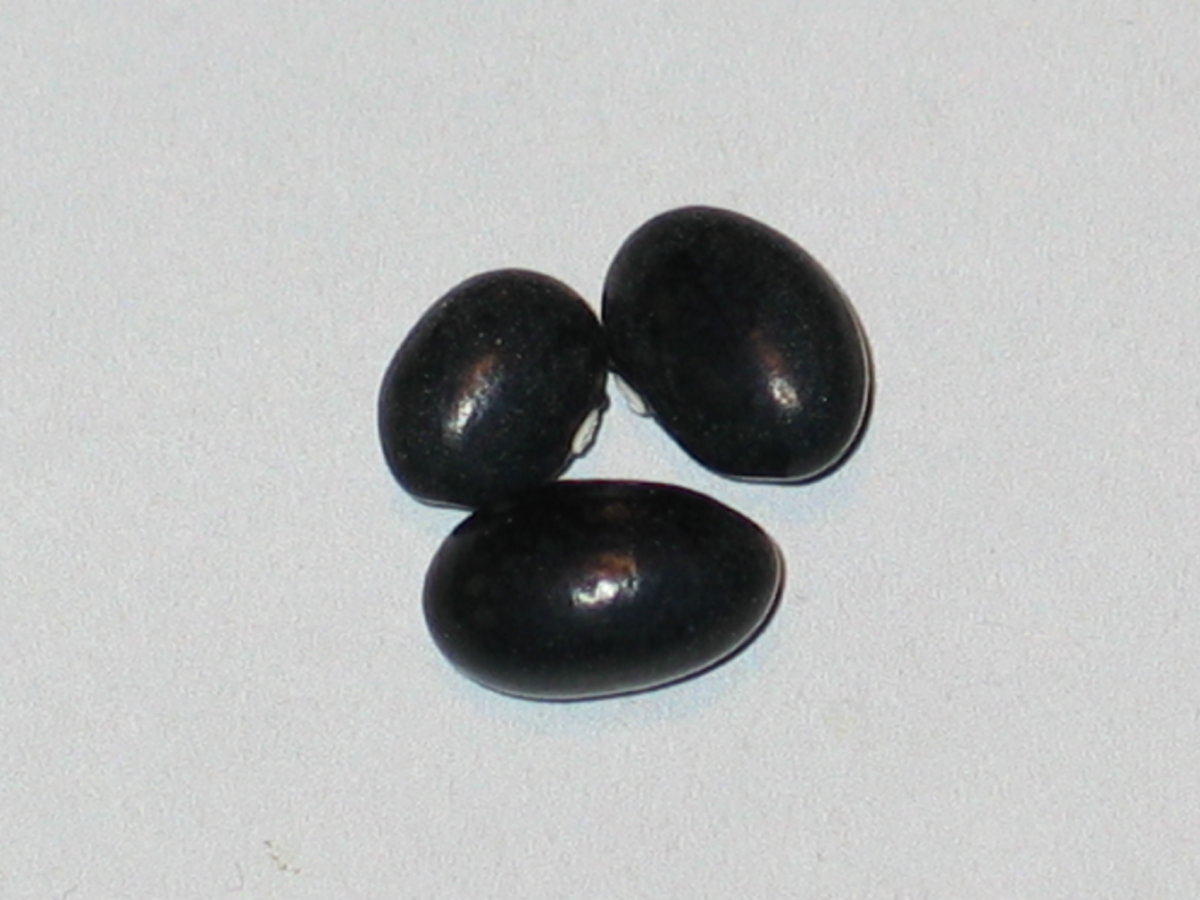 WB-PKT 24.jpg