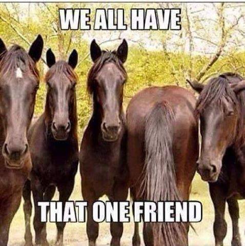 we all ave that one friend.jpg