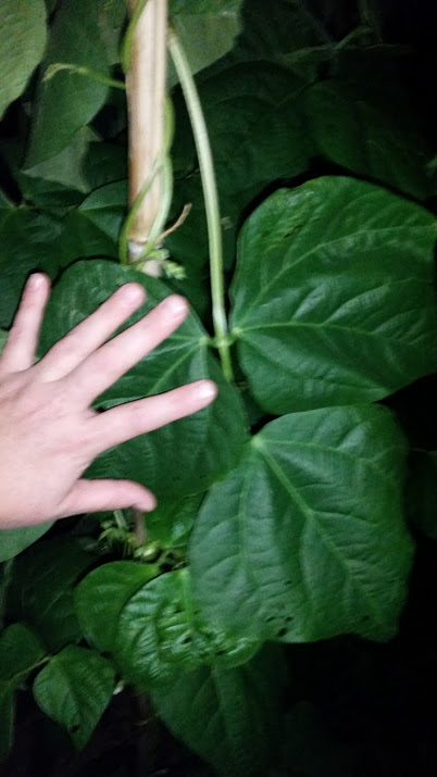 weaver leaves.jpg
