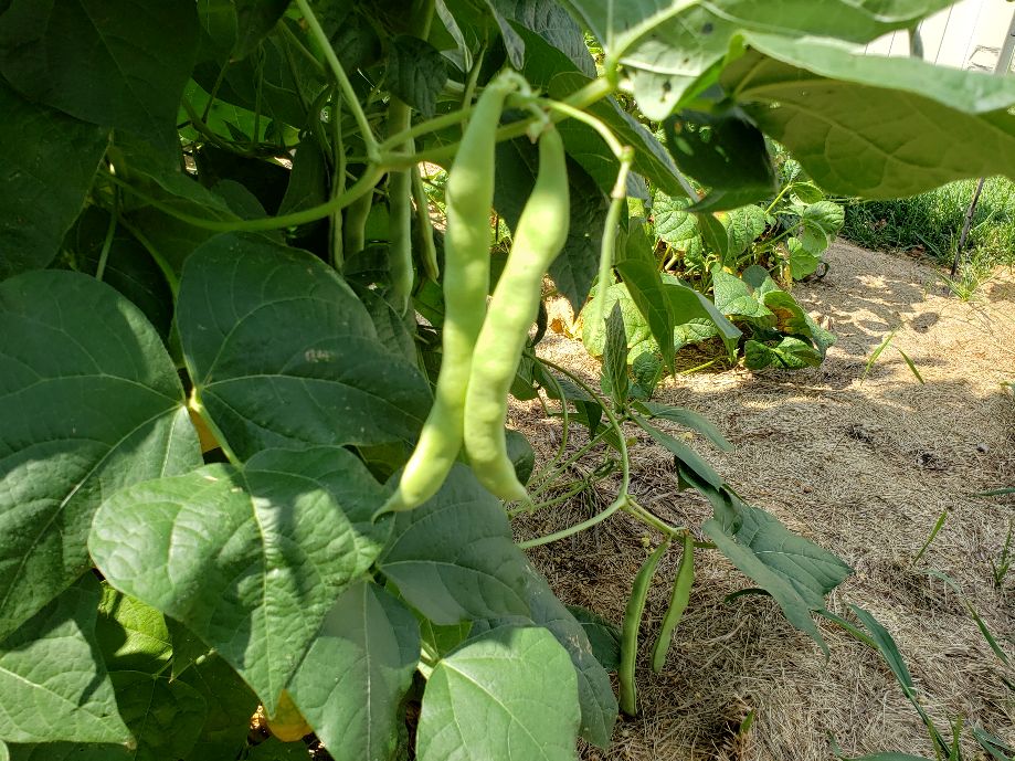 Weaver Pods 1.jpg