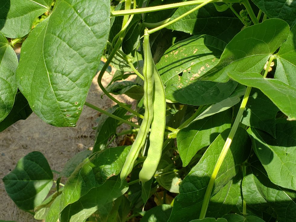 Weaver Pods 2.jpg