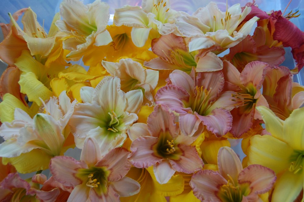 wedding blooms pg.jpg