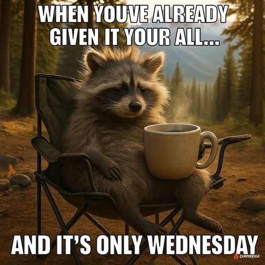 wednesday  racoon.jpg