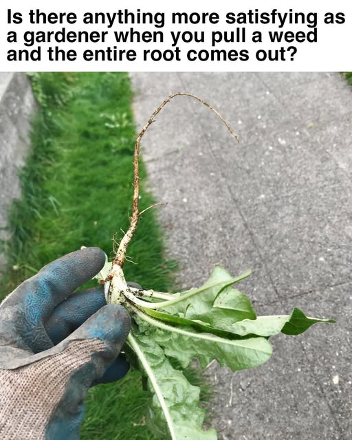 weed root.jpg
