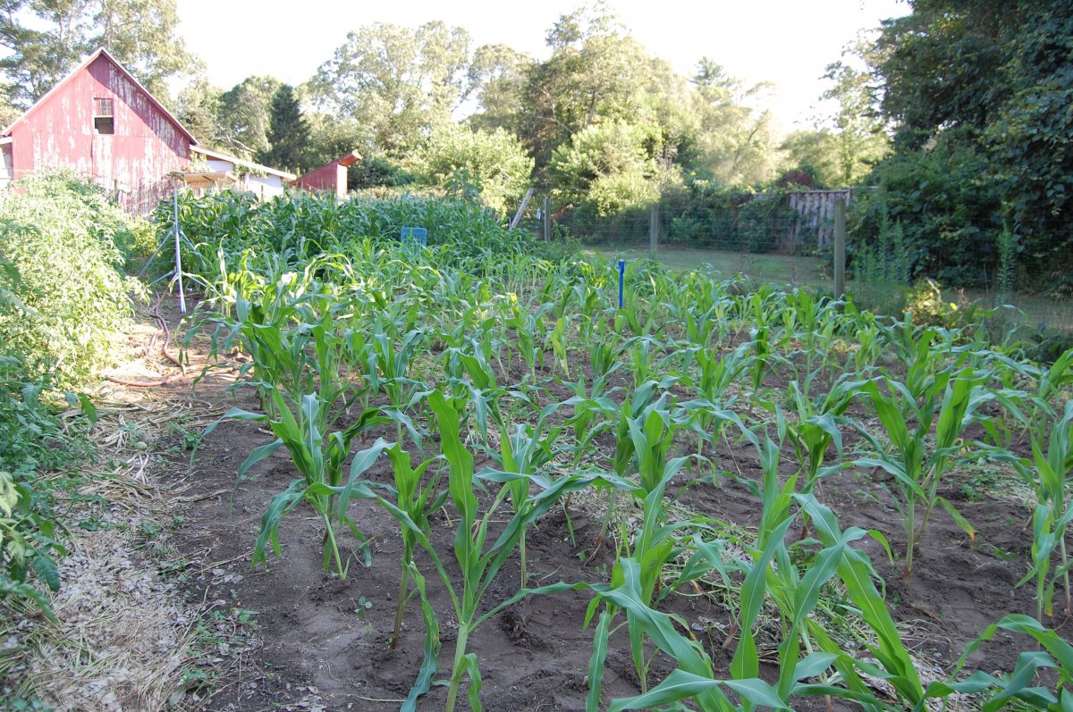 weeded corn.jpg