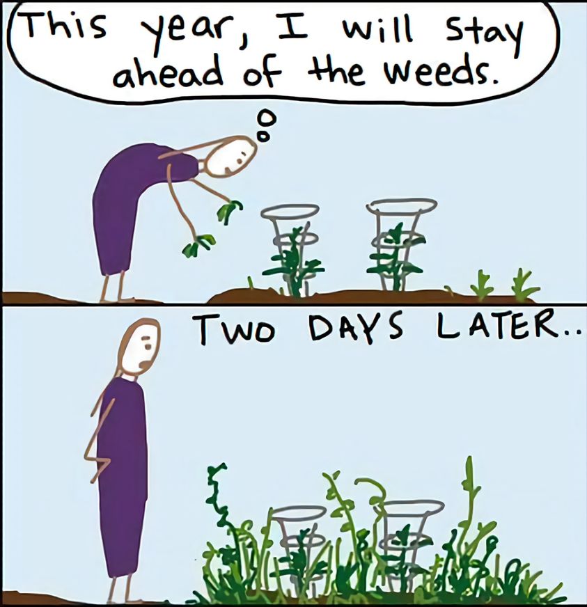 weeds.jpg
