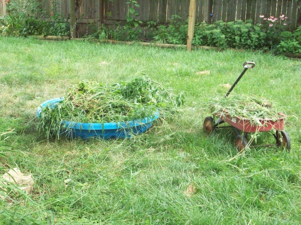 weeds!.JPG