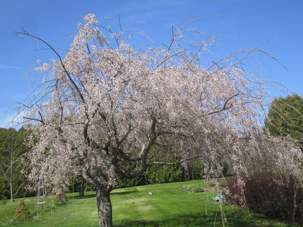 weeping cherry.JPG