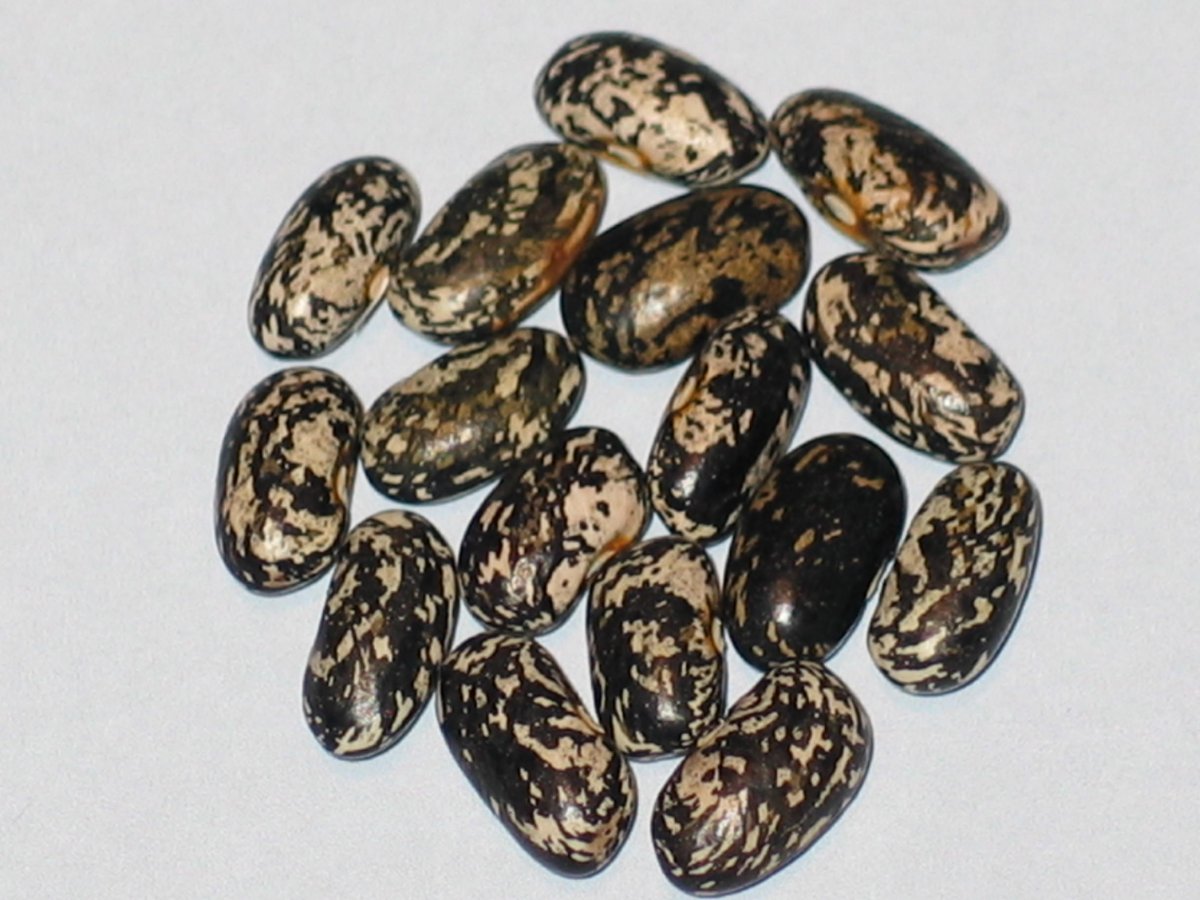 Weiner Trieb Seg #1 - 2019.JPG