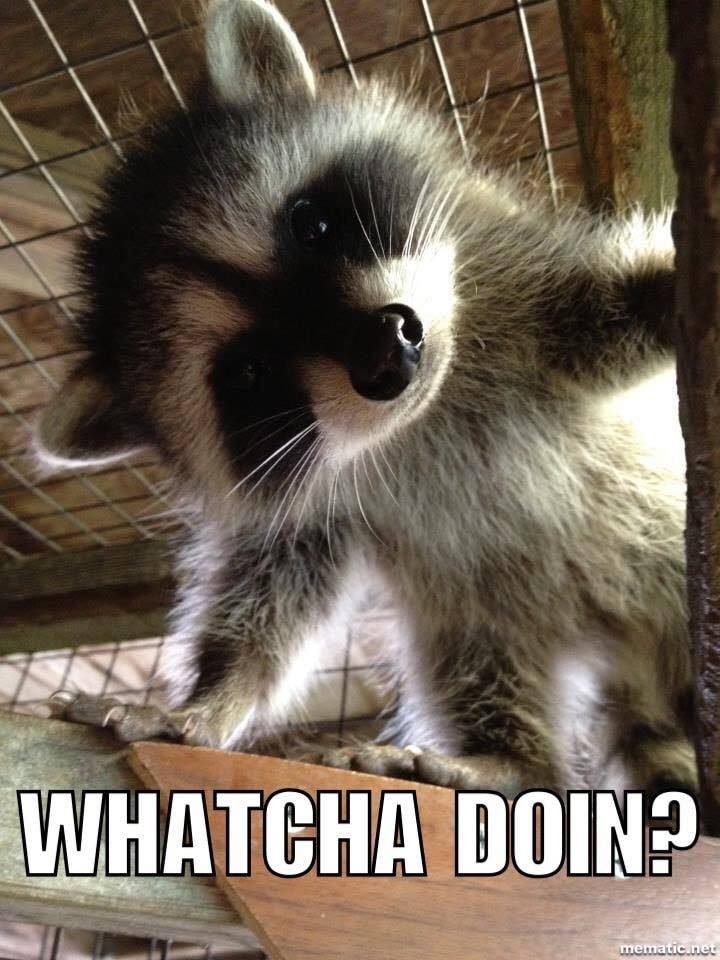 whatcha doing.jpg