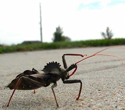 wheel_bug_dinosaur.jpg