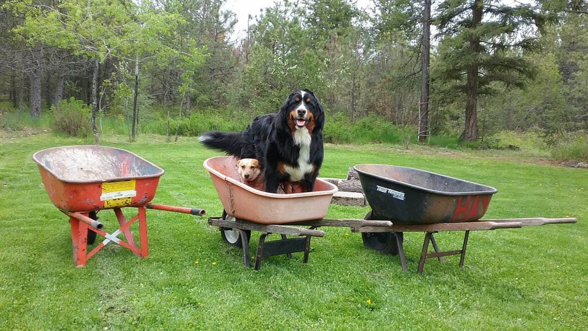 wheelbarrow3.jpg