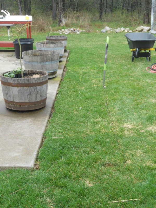 whiskey barrel bed 001.JPG