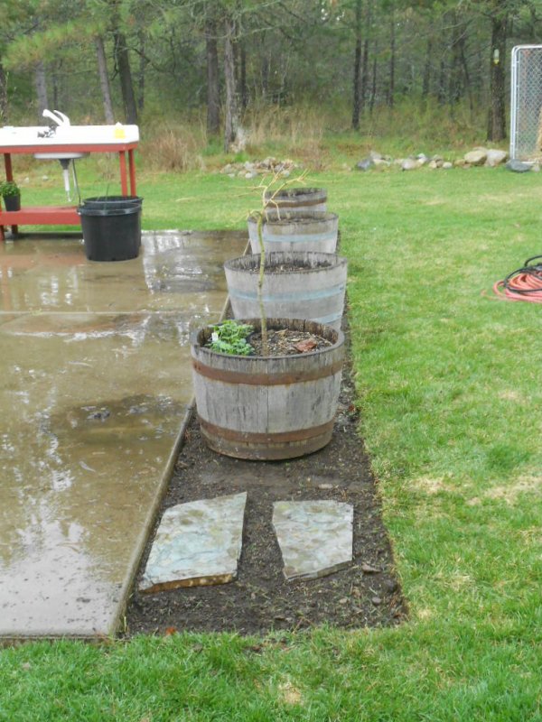 whiskey barrel bed 003.JPG