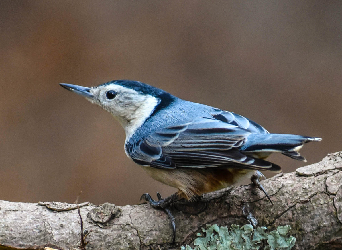 White Breasted Nuthatch.jpg