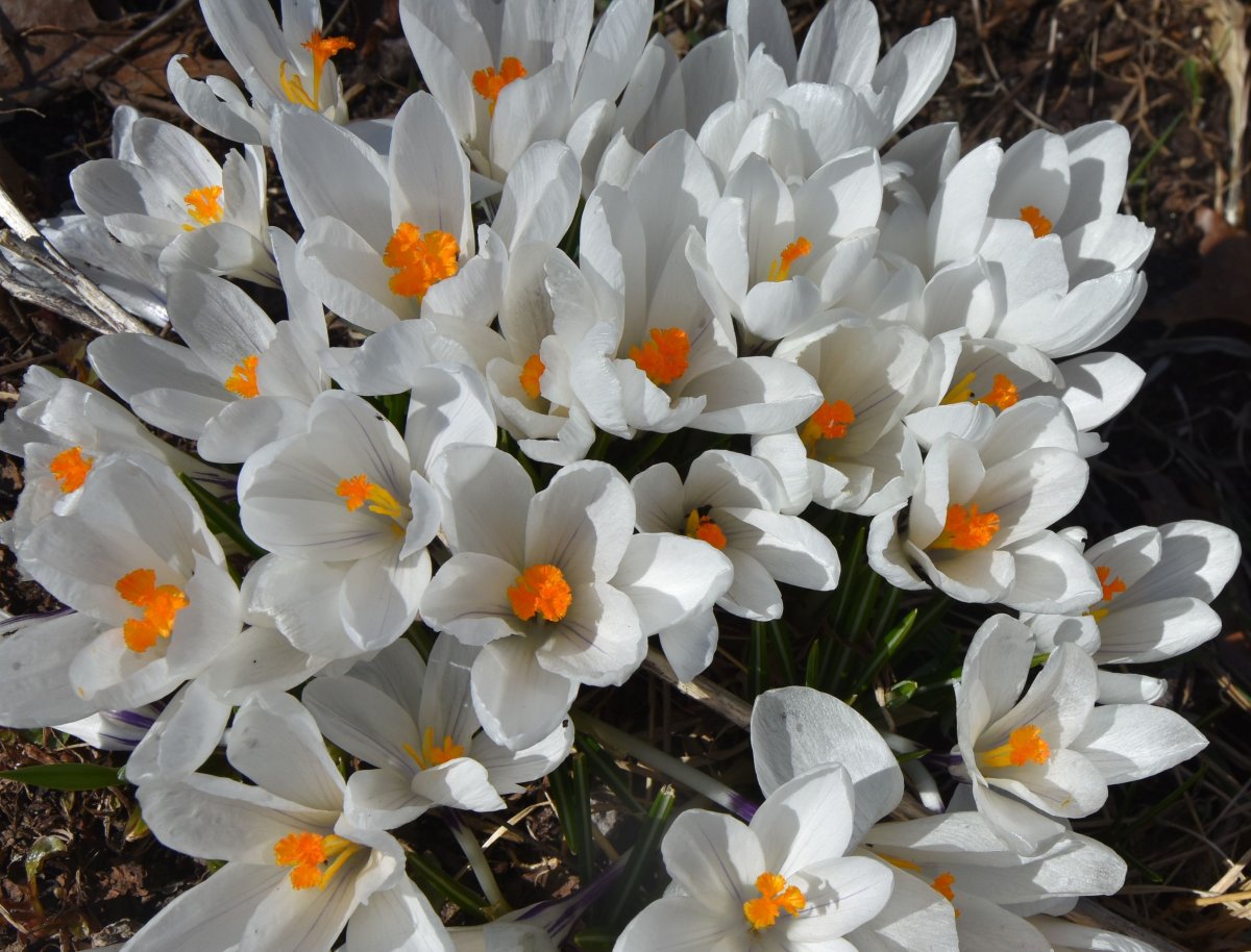 white crocus.jpg