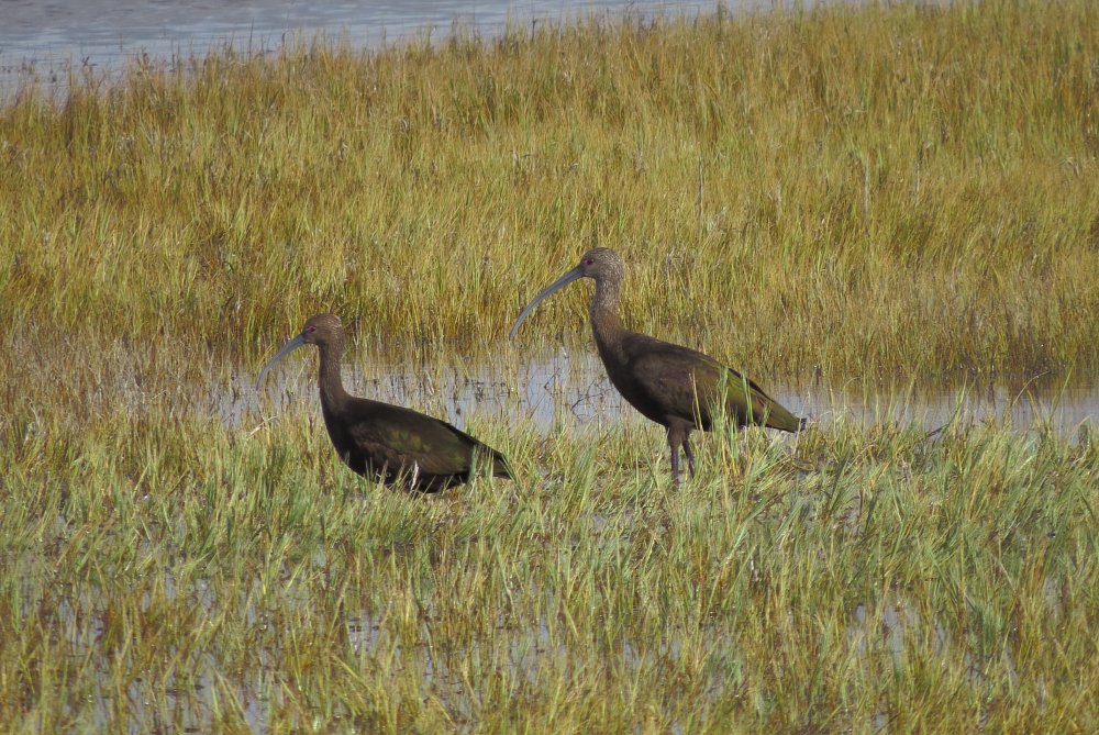 white faced ibis (small).JPG
