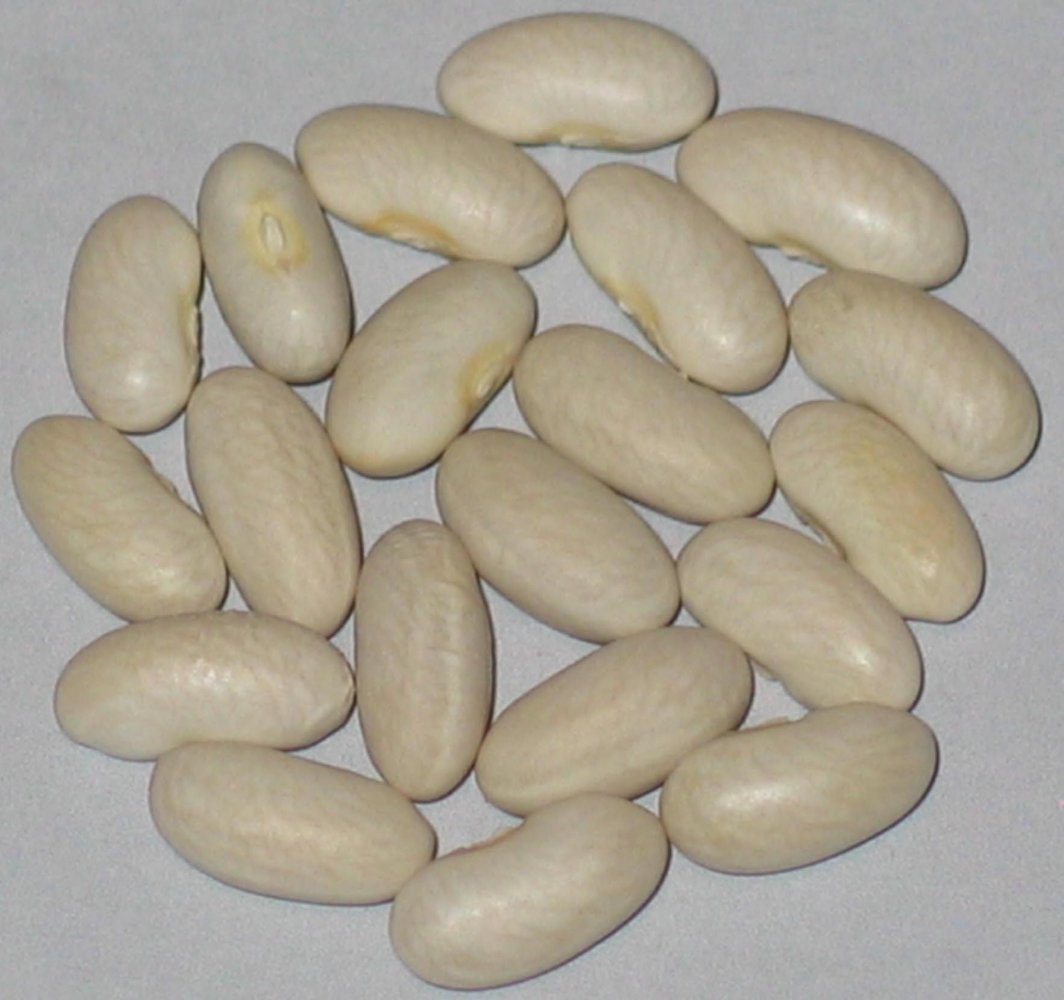 white hawk.jpg