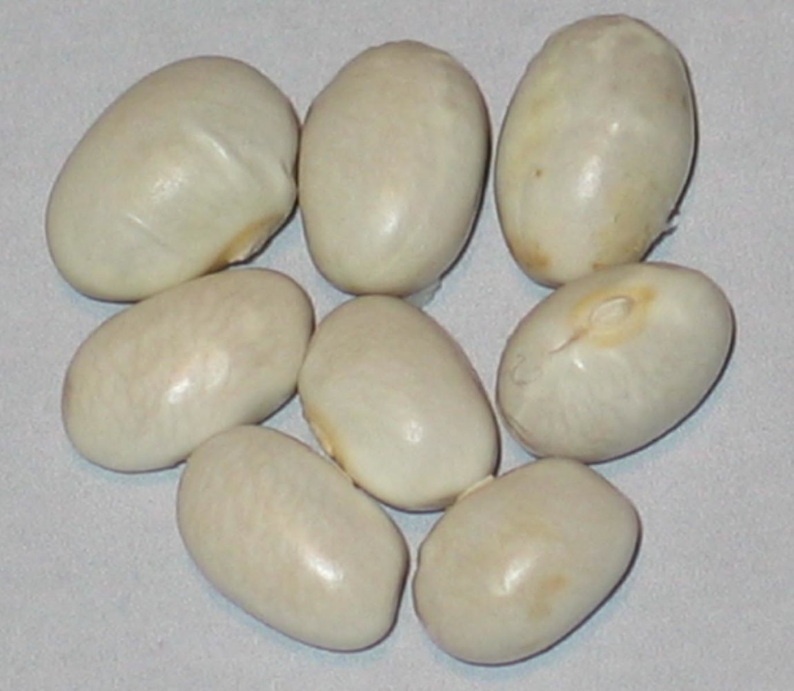 White Marrowfat.jpg