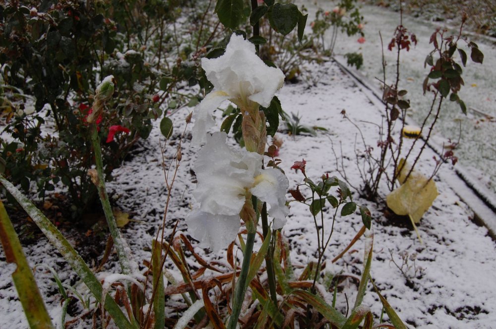 White on white.jpg