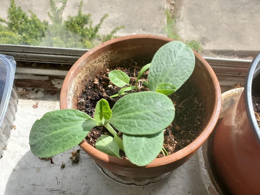 White pumpkins, accidental planting, 04-14-21.jpg