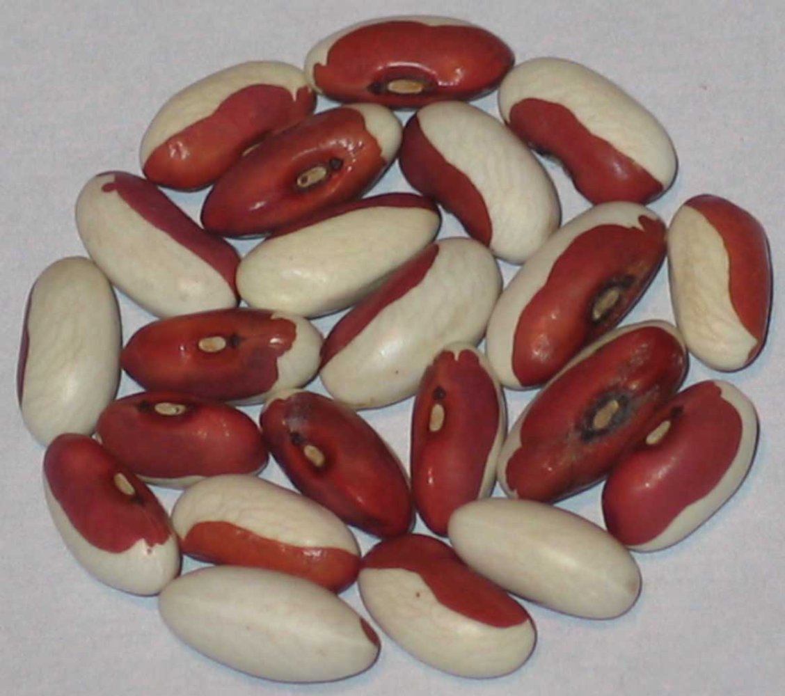 White Robin.jpg