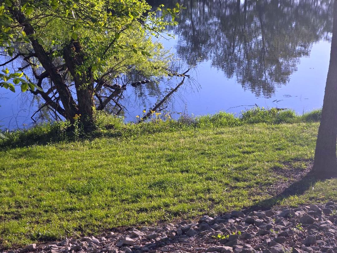 White Tail, turtles on a log, 04-19-26.jpg