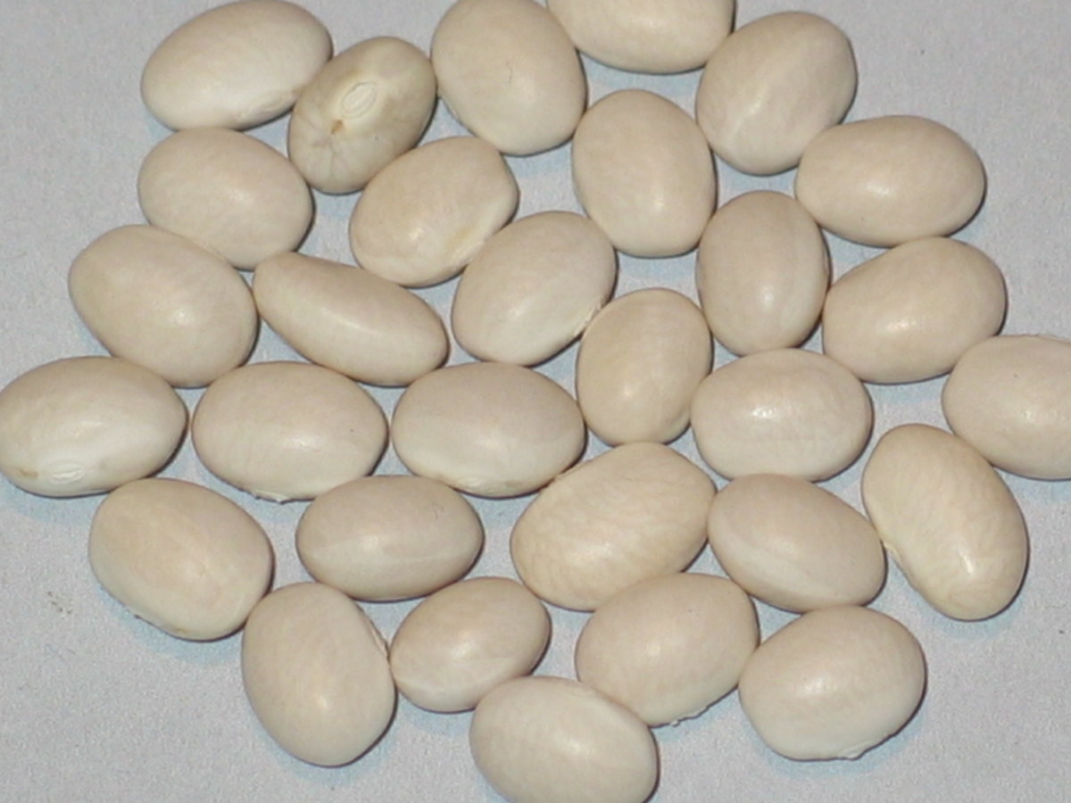 White Turkey #1.jpg