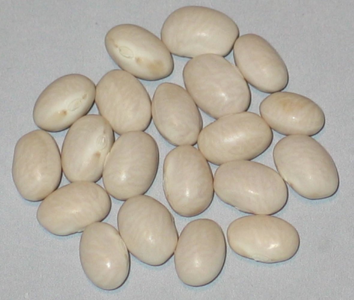 White Turkey.jpg