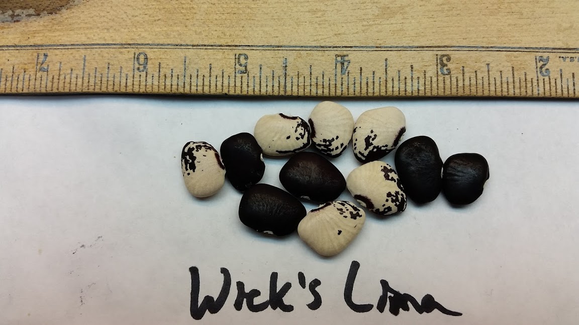 Wicks seed.jpg